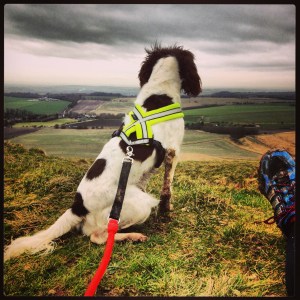 Dog & trail shoes at the ready