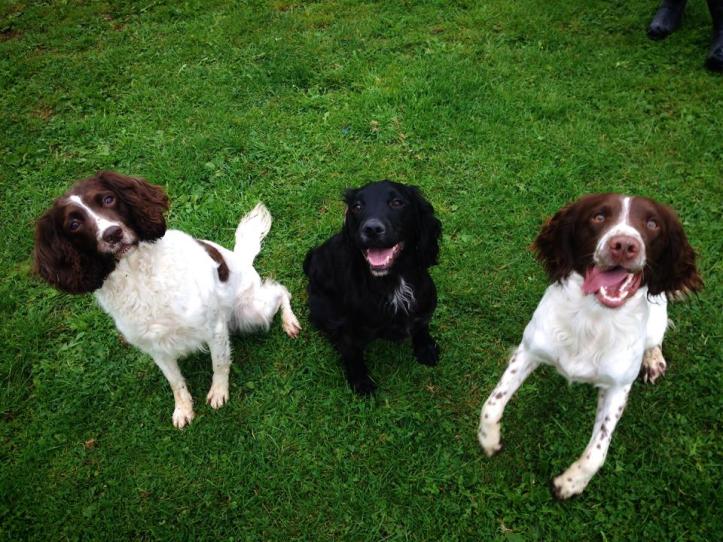 Settled in at Oaktree Kennels whilst we were on holiday